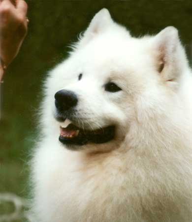 Click to view pedigree